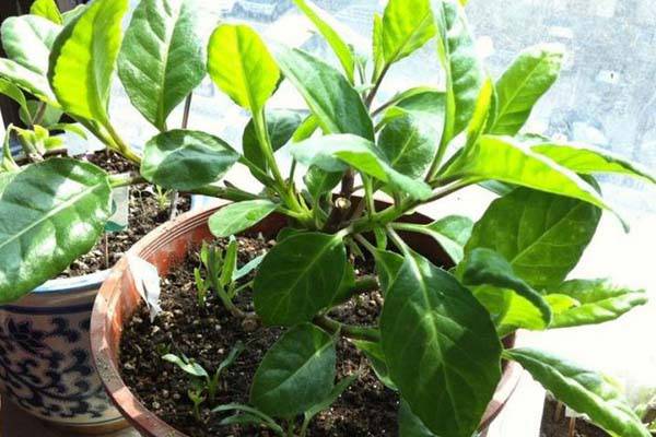 「阳台种菜视频」紫背菜 「阳台种菜视频」紫背菜