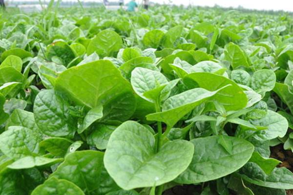 「阳台种菜视频」潺菜 「阳台种菜视频」潺菜