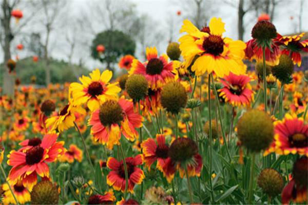 全国各地赏花节 全国各地赏花节