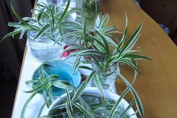 这14种水培的花,不需照顾就能活 这14种水培的花,不需照顾就能活