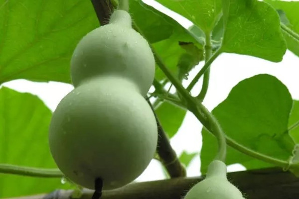 吃完桃杏李,剩下的种子又能种盆栽啦 吃完桃杏李,剩下的种子又能种盆栽啦