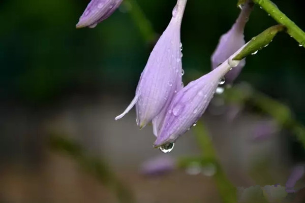 夏季多雨,这些花儿要防淋雨 夏季多雨,这些花儿要防淋雨