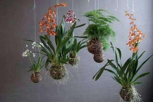 25款吊起来养的植物 25款吊起来养的植物