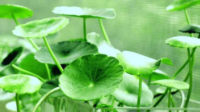 10种耐水淹易养活的花卉 10种耐水淹易养活的花卉