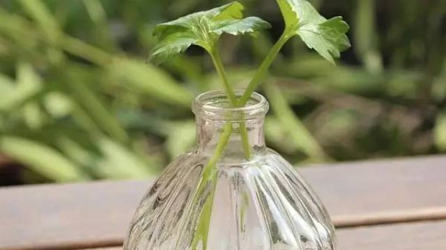 水培的水到底怎么搞 水培的水到底怎么搞