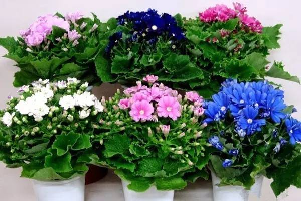 花卉养护五忌六戒九原则 花卉养护五忌六戒九原则