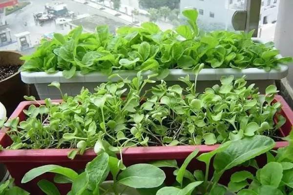 17个阳台种菜大揭秘 17个阳台种菜大揭秘