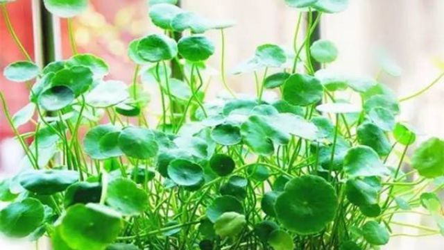 懒人水培植物有哪些 懒人水培植物有哪些