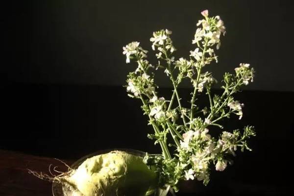 水培的萝卜不比花草差 水培的萝卜不比花草差