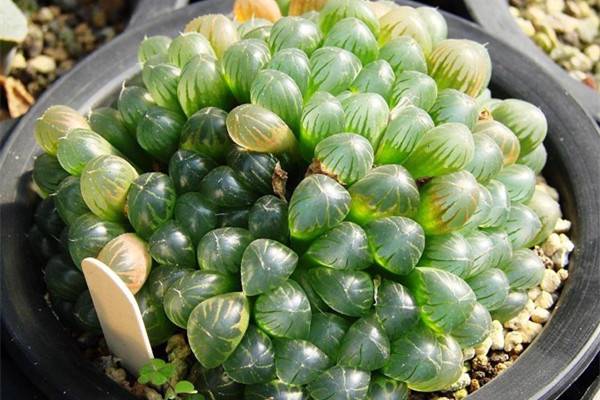 这些植物自己能爆仔,今年1盆明年10盆 这些植物自己能爆仔,今年1盆明年10盆