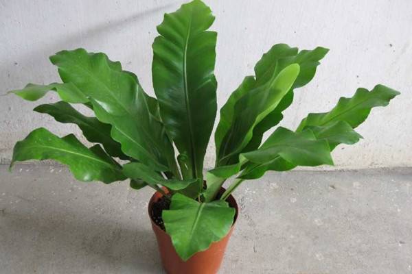 观叶植物养护独家秘笈,只传授给你 观叶植物养护独家秘笈,只传授给你