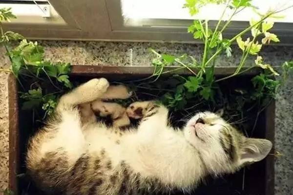 宠物与花草间的相爱相杀,笑哭啦 宠物与花草间的相爱相杀,笑哭啦