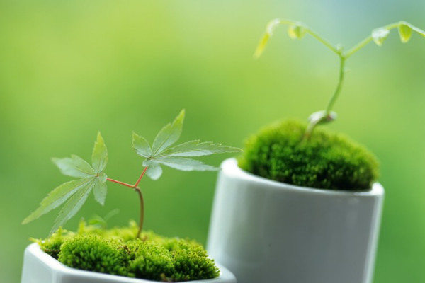 19种植物的摆放位置,让家人更健康 19种植物的摆放位置,让家人更健康