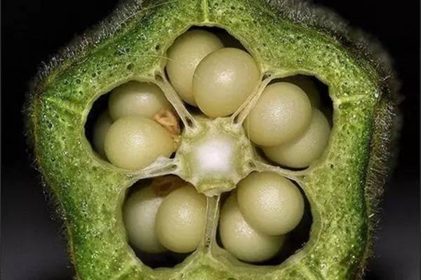 种得一盆好菜,六大步骤一步解决 种得一盆好菜,六大步骤一步解决