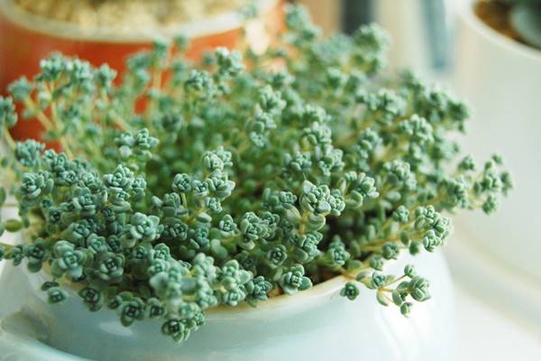 适合卫生间种植的7种植物 适合卫生间种植的7种植物