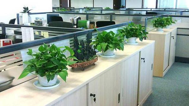 办公室绿植变黄怎么办 办公室绿植变黄怎么办