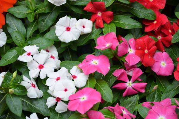 要想大富大贵,就养这些花 要想大富大贵,就养这些花