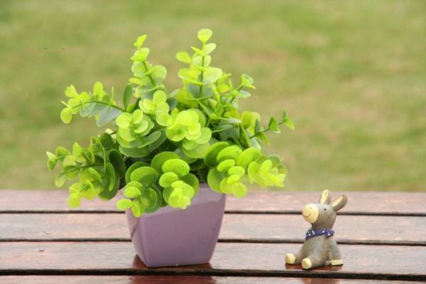 拒绝二手烟,8款客厅吸烟植物推荐 拒绝二手烟,8款客厅吸烟植物推荐