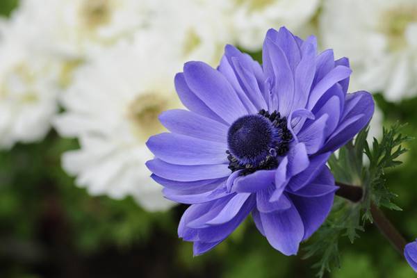 银莲花的养殖方法和注意事项 银莲花的养殖方法和注意事项