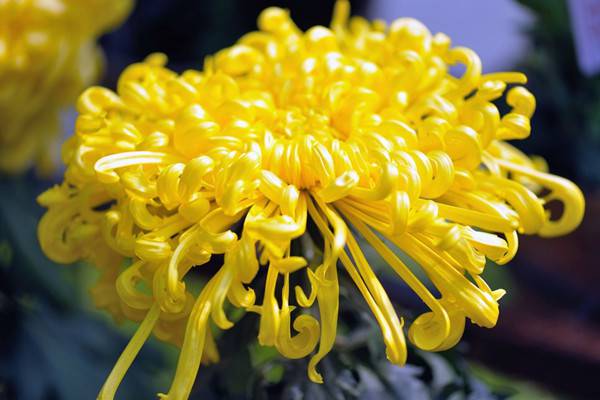 50种最美菊花,祝你花开富贵,喜气自来 50种最美菊花,祝你花开富贵,喜气自来