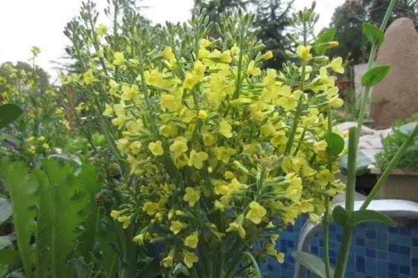 西兰花大头菜玉米,开花太美了 西兰花大头菜玉米,开花太美了