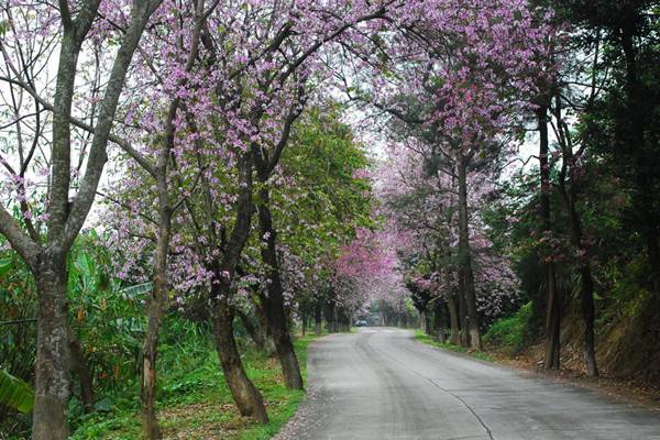 那些跟花儿有关的路,我想和你一起走 那些跟花儿有关的路,我想和你一起走