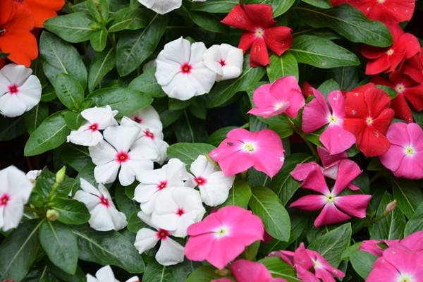 这8种花躺着就能养好,一点都不费事 这8种花躺着就能养好,一点都不费事