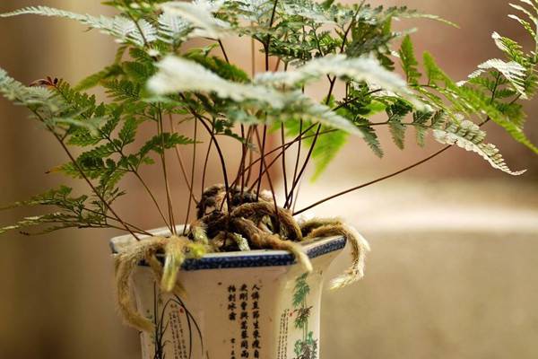 狼尾蕨的养殖方法和注意事项 狼尾蕨的养殖方法和注意事项