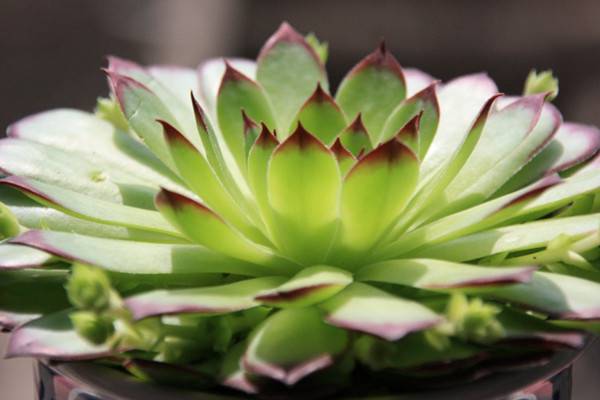 最有仙女气质的3款多肉植物 最有仙女气质的3款多肉植物