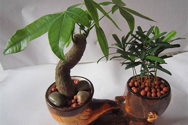 2种植物一起种,净化空气效果倍增 2种植物一起种,净化空气效果倍增