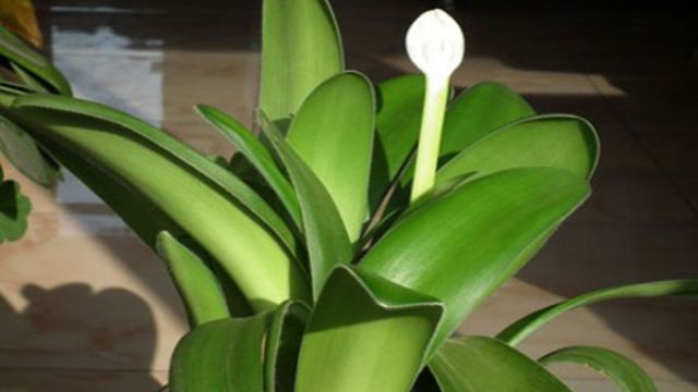 虎耳兰的养殖方法 虎耳兰的养殖方法