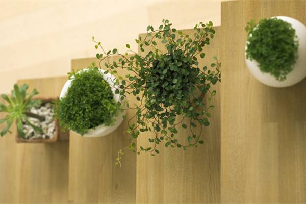 观叶、观果又赏花,50种室内植物任你选 观叶、观果又赏花,50种室内植物任你选