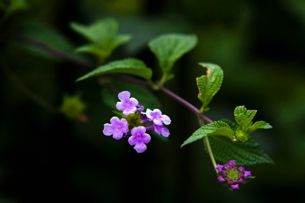 香水草什么时候开花 香水草什么时候开花