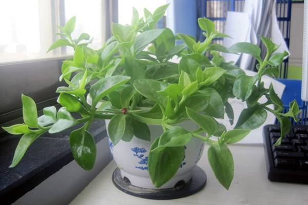 室内这8种吊篮植物一长一大丛 室内这8种吊篮植物一长一大丛