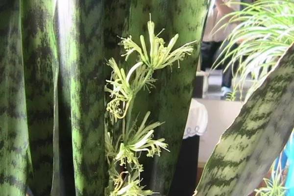 虎皮兰这样养,竟然可以年年开花 虎皮兰这样养,竟然可以年年开花