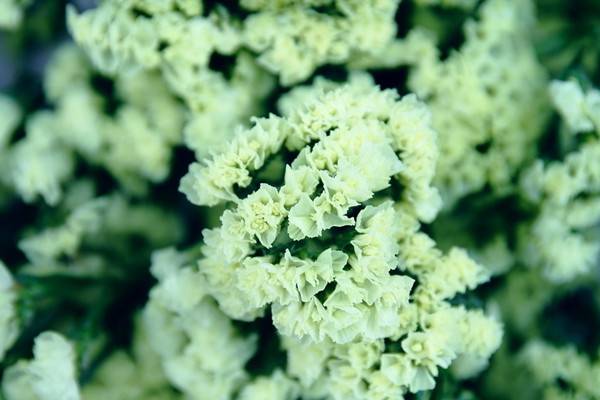 某些花卉市场花长得好的“猫腻” 某些花卉市场花长得好的“猫腻”