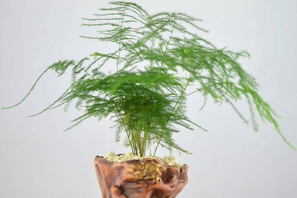 这些绿植很常见,你却放错了位置 这些绿植很常见,你却放错了位置