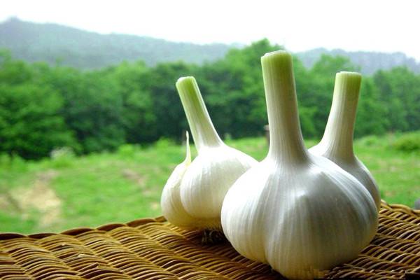 防虫、催芽、防腐……各种养花问题1瓣蒜就能解决 防虫、催芽、防腐……各种养花问题1瓣蒜就能解决