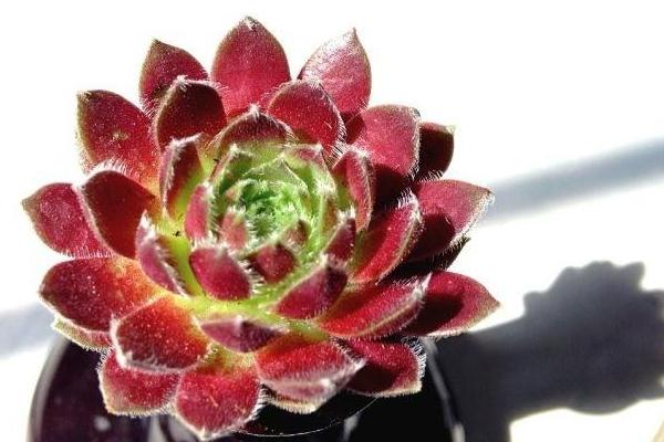 多肉植物红卷娟怎么养 多肉植物红卷娟怎么养