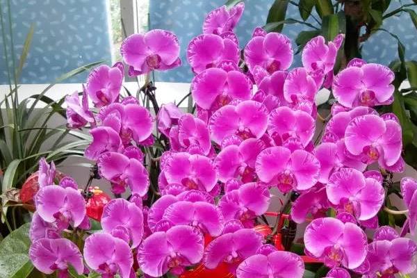 君子兰朱顶红…1年连续开花3-4次,怎么做到的? 君子兰朱顶红…1年连续开花3-4次,怎么做到的?