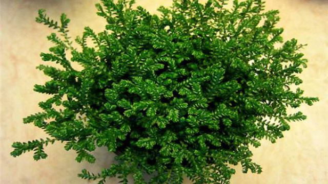 幸福草的养殖方法 幸福草的养殖方法