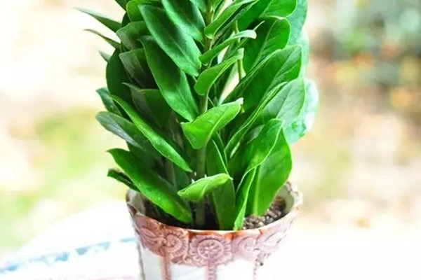 植物不开花?都是光照惹的祸 植物不开花?都是光照惹的祸