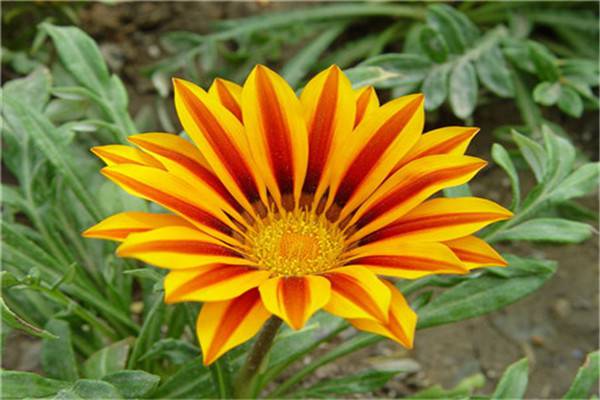 勋章菊的养殖方法 勋章菊的养殖方法
