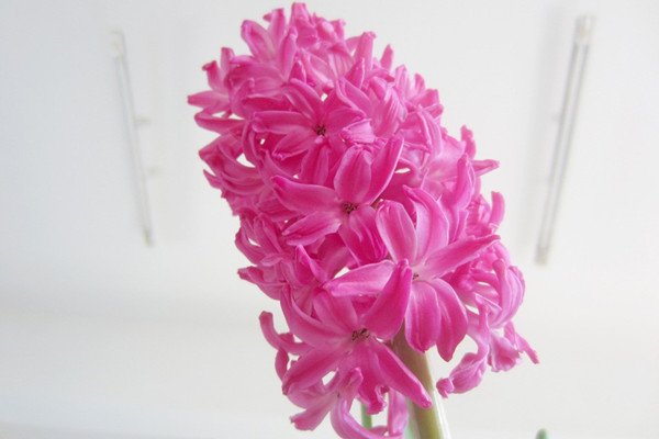 学会这几招,还怕风信子不开花? 学会这几招,还怕风信子不开花?