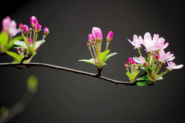 家里没有光,养这6种植物也能开出花 家里没有光,养这6种植物也能开出花