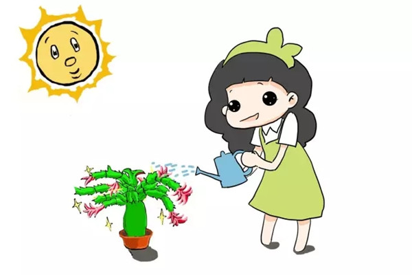 全能蟹爪兰养护手册,你遇见的问题全在这里了 全能蟹爪兰养护手册,你遇见的问题全在这里了