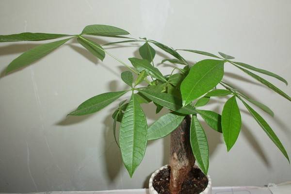 大规模干枯,落叶,那些濒临死亡的植物该如何拯救 大规模干枯,落叶,那些濒临死亡的植物该如何拯救