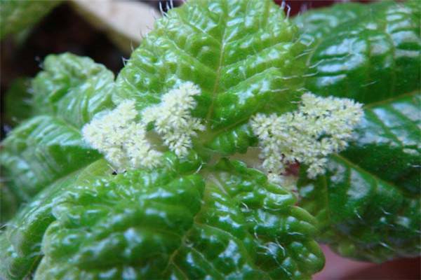 草莓吊兰的养殖方法 草莓吊兰的养殖方法