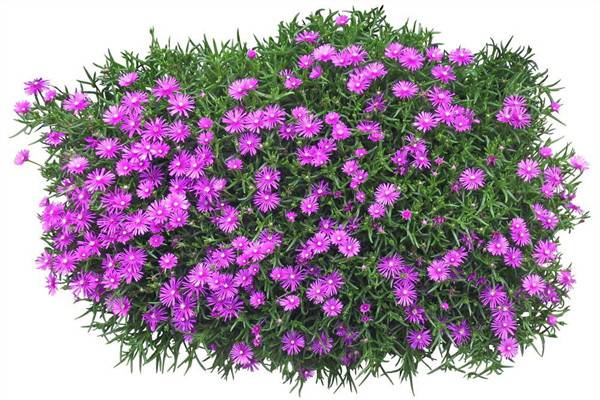 松叶菊的花语 松叶菊的花语