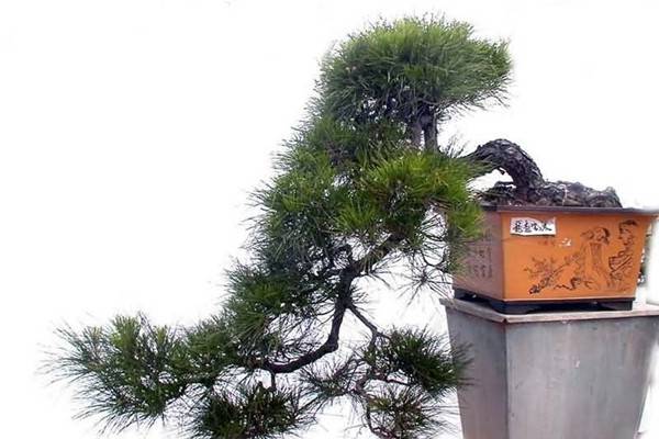 花啥钱买花!路边捡个种子就能种出绝美的盆栽 花啥钱买花!路边捡个种子就能种出绝美的盆栽